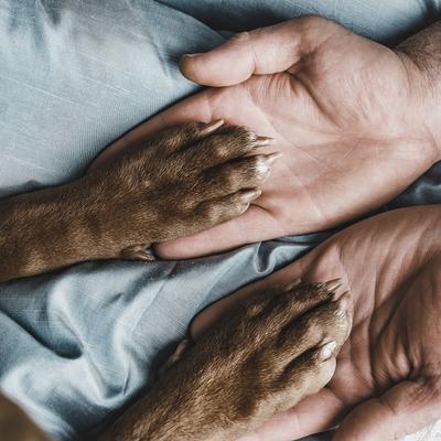 Show full view: Roam Large Gnawkle Cape Ostrich Dog Treat, 1 count slide 8 of 9