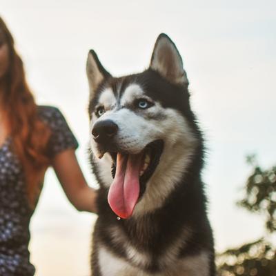 Show full view: Roam Smoked Marrow Cape Ostrich XL Bone Dog Treats, 1 count slide 8 of 8