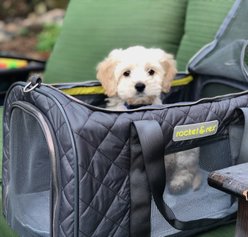 Rocket & Rex Athleisure Soft-Sided Dog & Cat Carrier slide 2 of 8