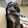 Show in main carousel: Rocket & Rex Not just Your Plain Old Rope Dog Toy Set, 4 count slide 3 of 8