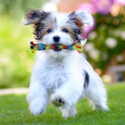 Show full view: Rocket & Rex Not just Your Plain Old Rope Dog Toy Set, 4 count slide 6 of 8