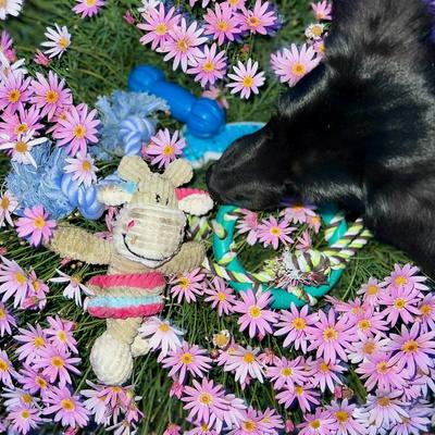 Show full view: Rocket & Rex Small & Medium Breeds Puppy Chew Toy Variety Pack, 6 count slide 7 of 18