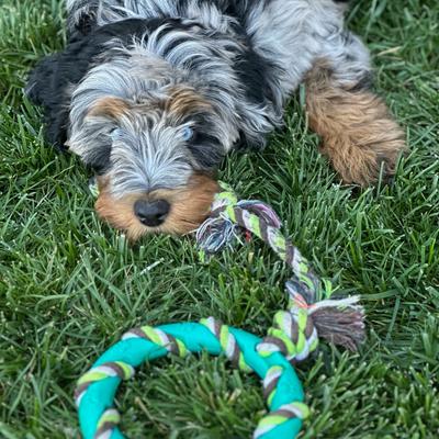 Show full view: Rocket & Rex Small & Medium Breeds Puppy Chew Toy Variety Pack, 6 count slide 5 of 18