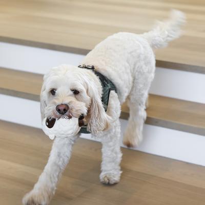 Show full view: Rocket & Rex Squeakers, Rope & Plush Dog Toy Gift Set, 3 count slide 6 of 10