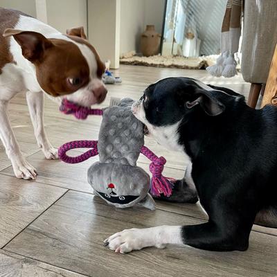 Show full view: Rocket & Rex Squeakers Stuffing-Free Rope & Plush Dog Toy Gift Set, 3 count slide 4 of 9