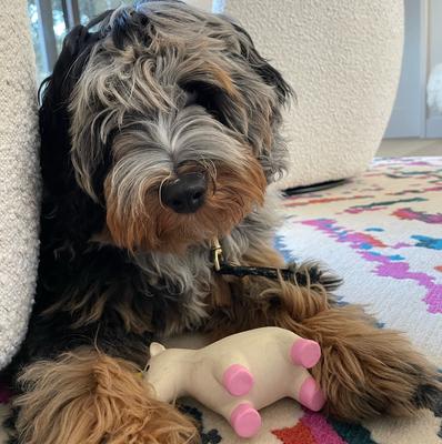 Show full view: Rocket & Rex Squeakers Stuffing-Free Rope & Plush Dog Toy Gift Set, 3 count slide 6 of 9