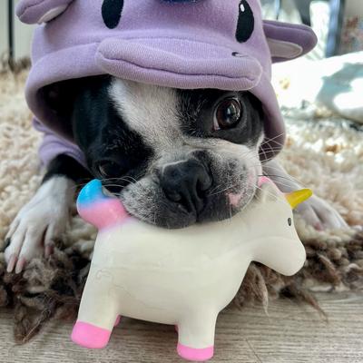 Show full view: Rocket & Rex Squeakers Stuffing-Free Rope & Plush Dog Toy Gift Set, 3 count slide 7 of 9