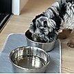 Show in main carousel: Rocket & Rex Washable Puppy Training Pads, X-Small: 17.5 x 11-in, 2 count slide 6 of 10