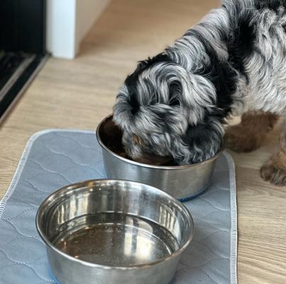 Show full view: Rocket & Rex Washable Puppy Training Pads, X-Small: 17.5 x 11-in, 2 count slide 6 of 10