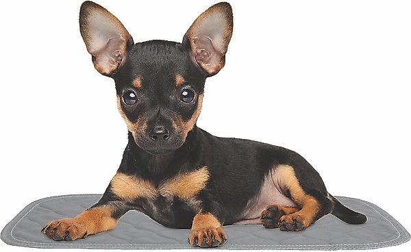 Show full view: Rocket & Rex Washable Puppy Training Pads, X-Small: 17.5 x 11-in, 2 count slide 7 of 10