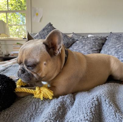 Show full view: Rocket & Rex Waterproof Cat & Dog Blanket, Gray, Large slide 7 of 11