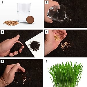 Rose & Branch Organic Wheat Cat Grass Seeds, 16-oz pouch