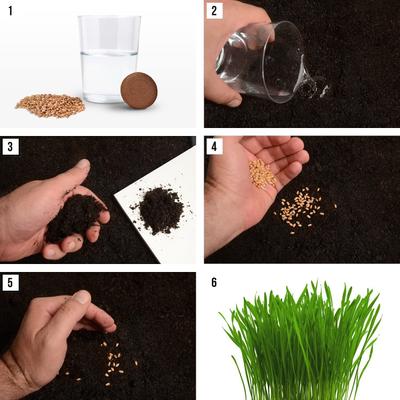 Show full view: Rose & Branch Organic Wheat Cat Grass Seeds, 16-oz pouch slide 4 of 7