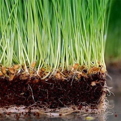 Show full view: Rose & Branch Organic Wheat Cat Grass Seeds, 16-oz pouch slide 5 of 7