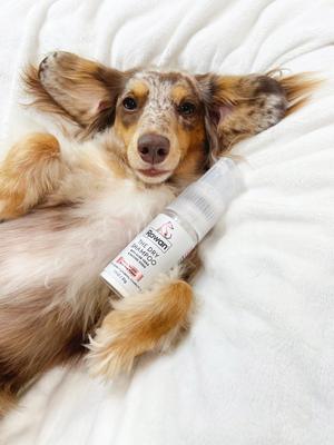 Show full view: Rowan Dry Dog Shampoo, Coconut Scent, 1.1-oz bottle slide 3 of 7