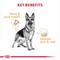 Show in main carousel: Royal Canin Breed Health Nutrition German Shepherd Loaf Pate Adult Wet Dog Food, 13.5-oz can, bundle of 24 slide 4 of 12