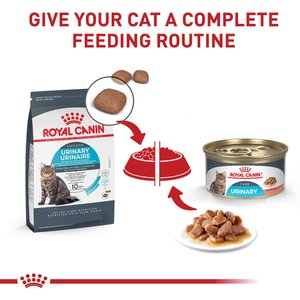 Royal Canin Feline Care Nutrition Urinary Care Thin Slices in Gravy Wet Cat Food, 3-oz can, case of 24