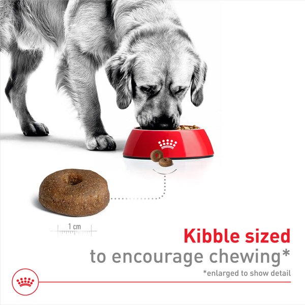 Royal Canin Size Health Nutrition Large Aging 8+ Dry Dog Food