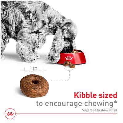 Show full view: Royal Canin Size Health Nutrition Medium Aging 10+ Dry Dog Food, 30-lb bag slide 6 of 12