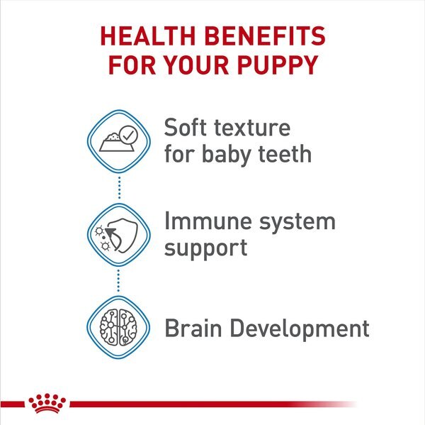 Royal Canin Size Health Nutrition Medium Puppy Thin Slices in Gravy Wet Dog Food, 13-oz, case of 12