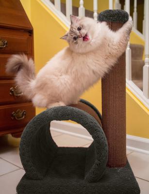 Show full view: Royal Cat Boutique Hide N' Scratch Kitty Playhouse, Neutral slide 5 of 6