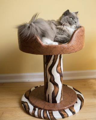 Show full view: Royal Cat Boutique Hybernest Deluxe Luxury Bolster Cat Bed, Honey Sahara slide 5 of 7