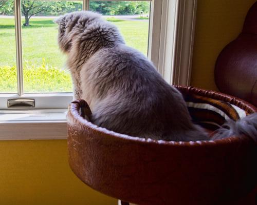 Show full view: Royal Cat Boutique Hybernest Deluxe Luxury Bolster Cat Bed, Honey Sahara slide 7 of 7