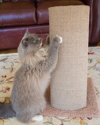 Show full view: Royal Cat Boutique V-Pad 24-in Sisal Cat Scratching Post slide 8 of 9