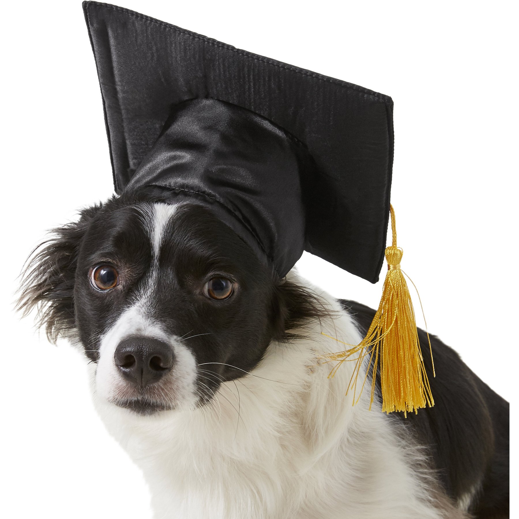 Vet Tech Dog Themed Graduation Cap Gifts For Veterinarians