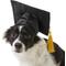 Show in main carousel: Rubie's Costume Company Graduation Hat Dog & Cat Costume, Medium/Large slide 1 of 6