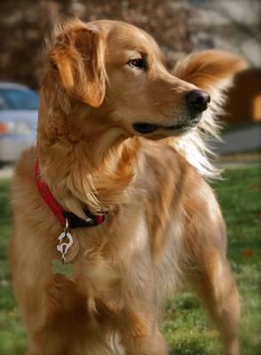 Show full view: Rubit! Curved Dog Tag Clip, Silver, Small slide 3 of 4