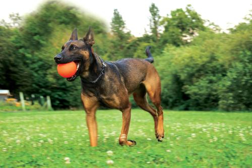 Show full view: Ruff Dawg Ball Tough Dog Toy, Assorted Colors, XX-Large slide 3 of 6