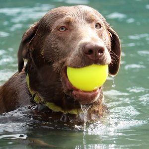 Ruff Dawg, Ball Tough Dog Chew Toy, Color Varies, 3.5-in