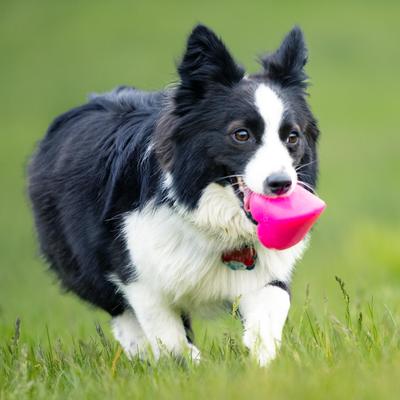 Show full view: Ruff Dawg Dawg-Hart Tough Rubber Dog Chew Toy, Multi, Regular slide 4 of 6