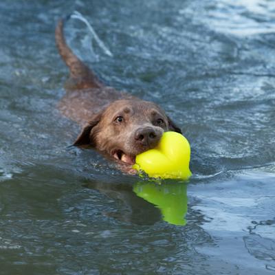 Show full view: Ruff Dawg Dawg-Hart Tough Rubber Dog Chew Toy, Multi, X-Large slide 5 of 7