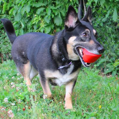 Show full view: Ruff Dawg Dawg-Hart Tough Rubber Dog Chew Toy, Red, Regular slide 5 of 6