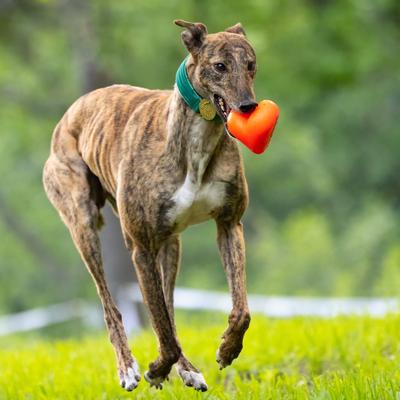 Show full view: Ruff Dawg Dawg-Hart Tough Rubber Dog Chew Toy, Red, X-Large slide 4 of 6