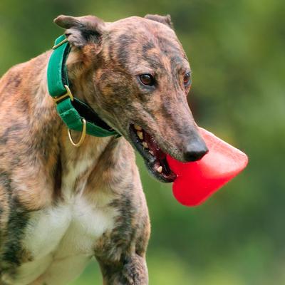 Show full view: Ruff Dawg Dawg-Hart Tough Rubber Dog Chew Toy, Red, X-Large slide 3 of 6