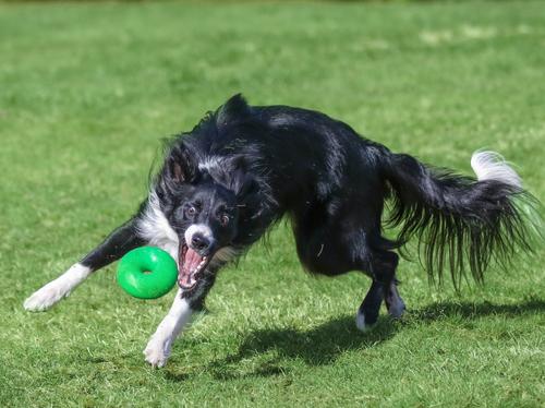 Show full view: Ruff Dawg, Dawg Nut Tough Dog Chew Toy, Color Varies, X-Large slide 7 of 11