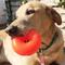 Show in main carousel: Ruff Dawg, Dawg Nut Tough Dog Chew Toy, Color Varies, X-Large slide 3 of 11