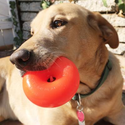 Show full view: Ruff Dawg, Dawg Nut Tough Dog Chew Toy, Color Varies, X-Large slide 3 of 11