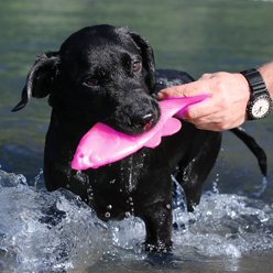 Ruff Dawg Fish Dog Toy, Pink, Large slide 2 of 4