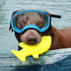 Ruff Dawg Fish Dog Toy, Yellow, Large slide 2 of 5