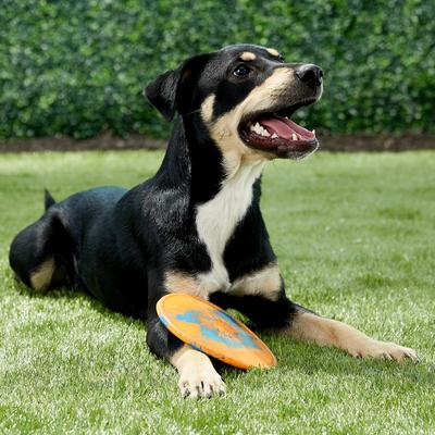 Show full view: Ruff Dawg K9 Flyer Disc Tough Dog Toy, Color Varies, Flyer Jr slide 7 of 9