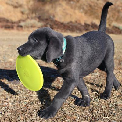 Show full view: Ruff Dawg K9 Flyer Disc Tough Dog Toy, Color Varies, Flyer Jr slide 3 of 9