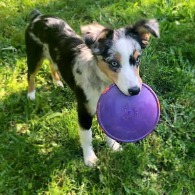 Show full view: Ruff Dawg K9 Flyer Disc Tough Dog Toy, Color Varies, Flyer Jr slide 4 of 9