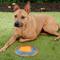 Show in main carousel: Ruff Dawg K9 Flyer Disc Tough Dog Toy, Color Varies, Flyer slide 8 of 10