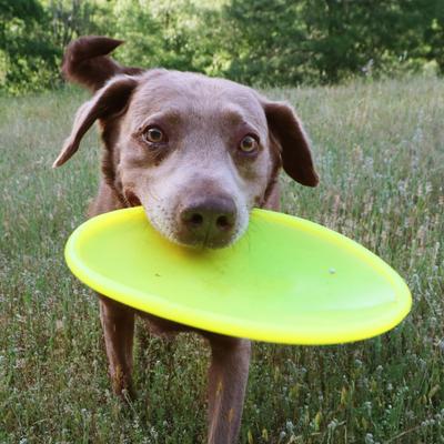 Show full view: Ruff Dawg K9 Flyer Disc Tough Dog Toy, Color Varies, Flyer slide 7 of 10
