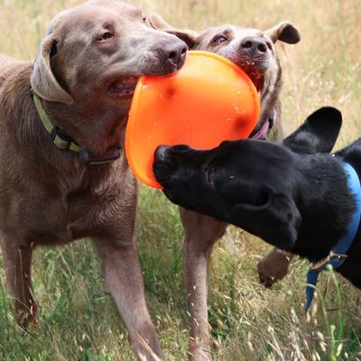 Show full view: Ruff Dawg K9 Flyer Disc Tough Dog Toy, Color Varies, Flyer slide 4 of 10