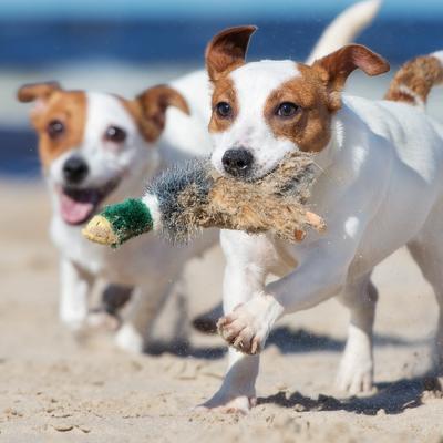 Show full view: RUFFIN' IT Woodlands Mallard Plush Dog Toy slide 4 of 5